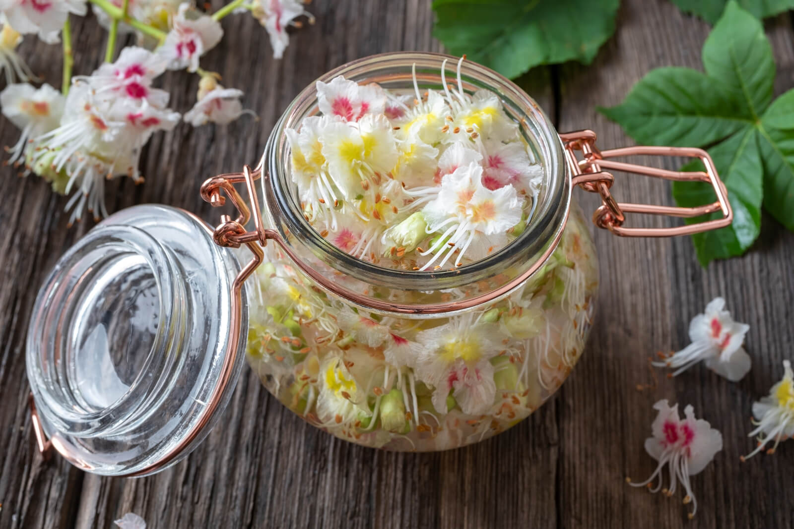 Preparation of herbal tincture from horse chestnut blossoms. A bottle filled with horse chestnut blossoms and alcohol.