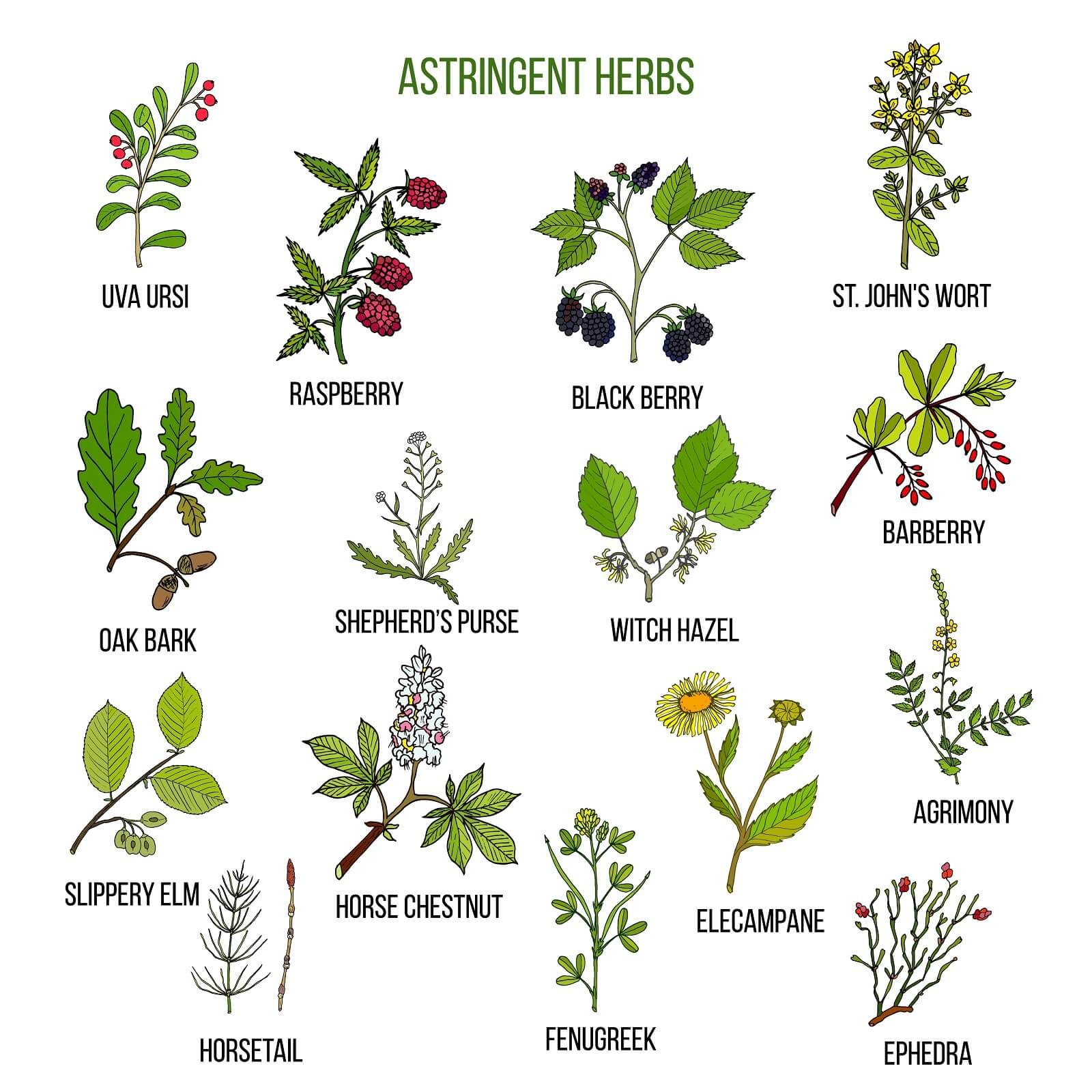 Astringent herbs. Hand drawn set of medicinal plants.