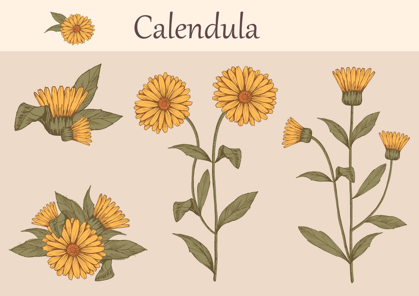 Hand-drawn image of calendula flowers with stems and leaves. Botanical illustration.