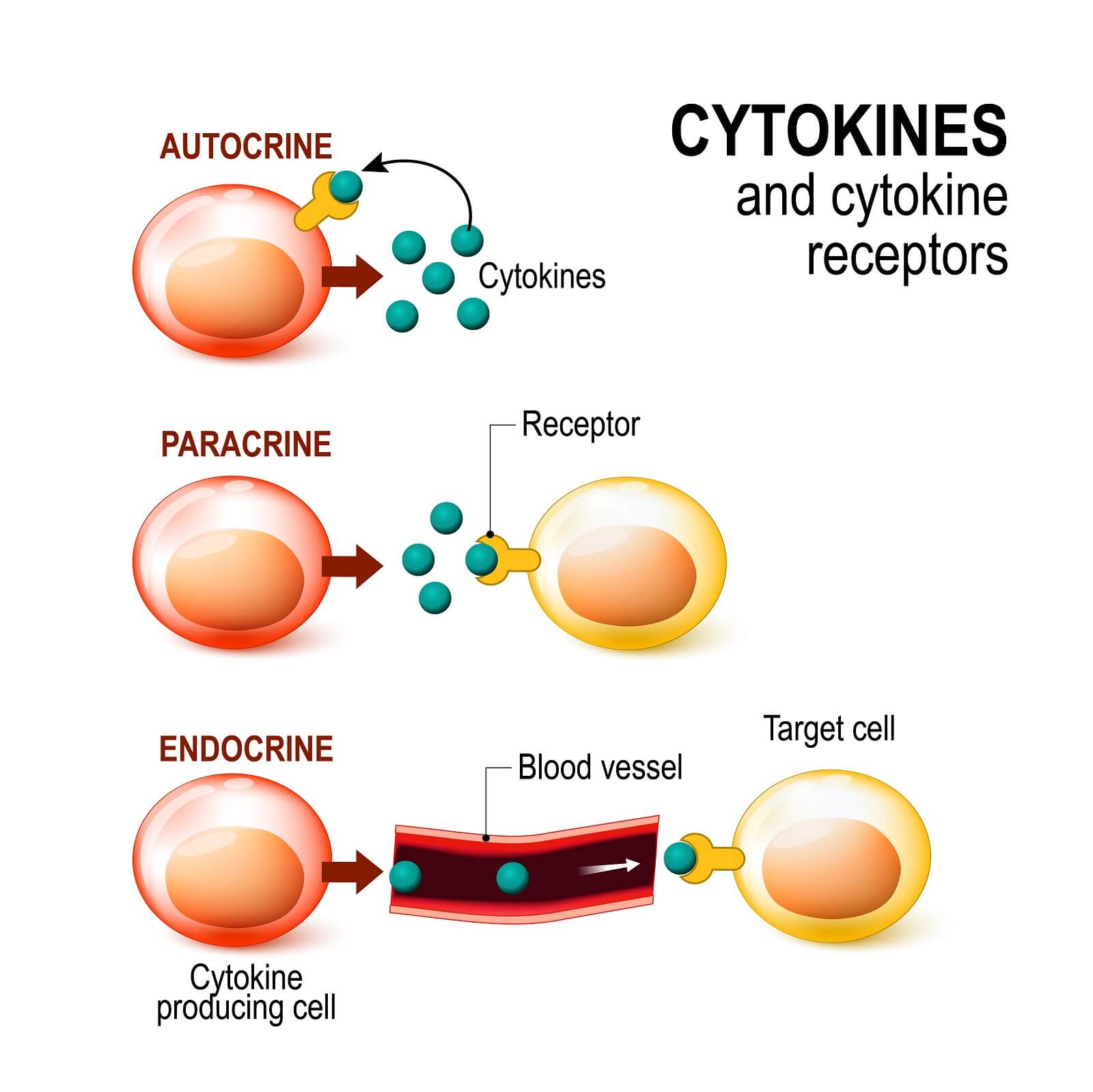 Cytokine receptor and signal transduction between cells simplified diagram.