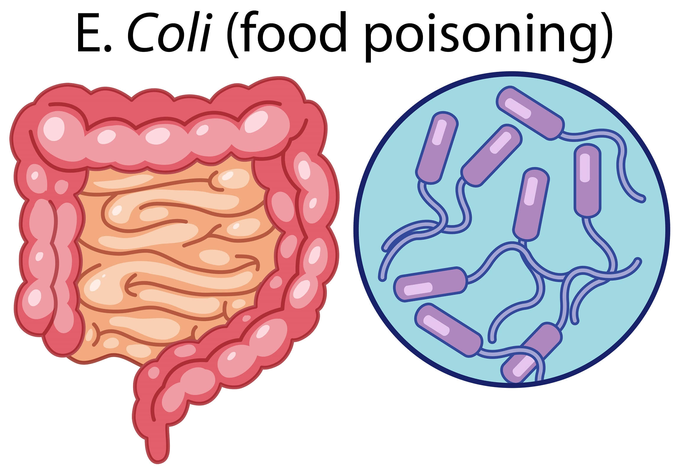 A Vector of E Coli Bacteria illustration — Illustration
