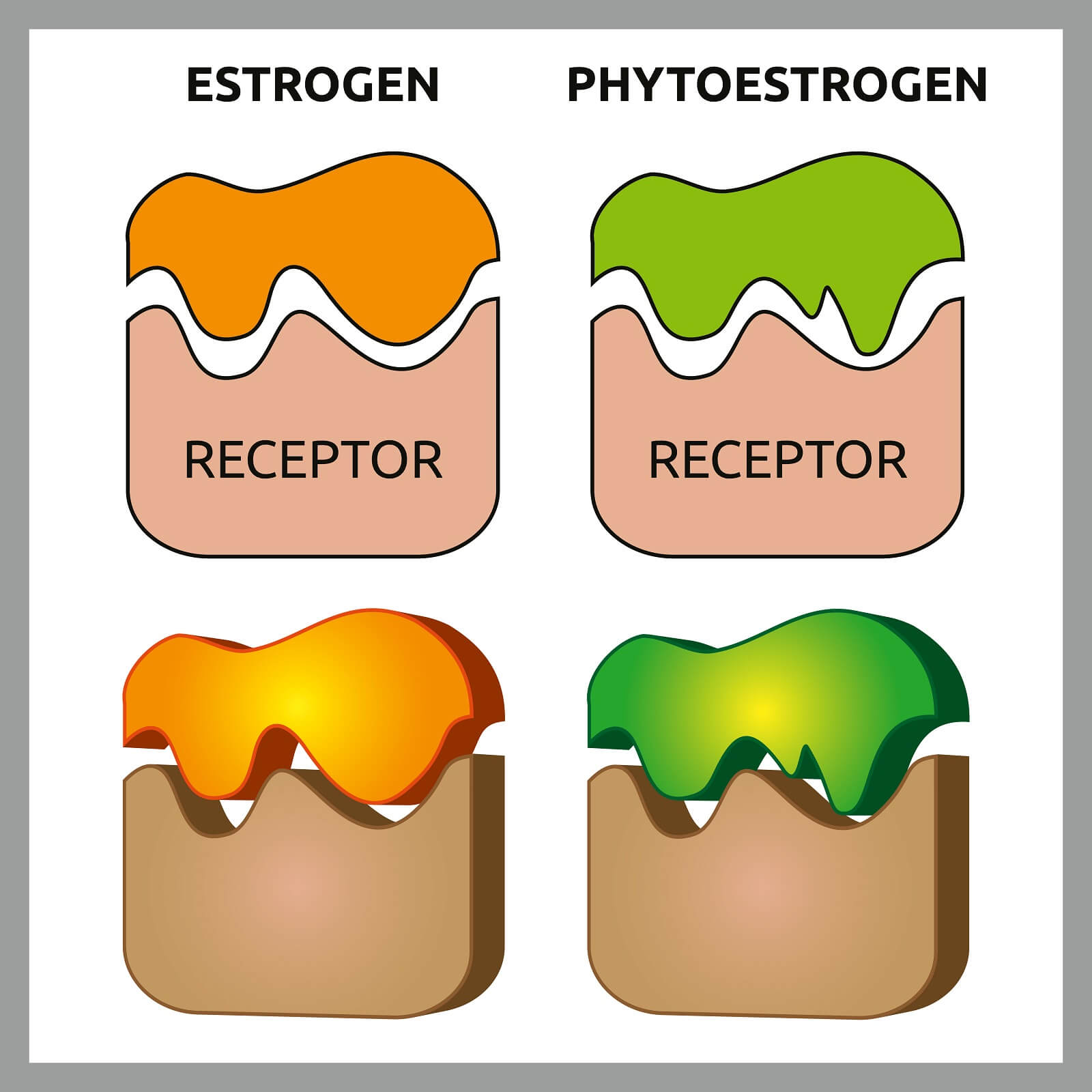 Estrogen and Phytoestrogen simple diagram of docking with cell Receptors.