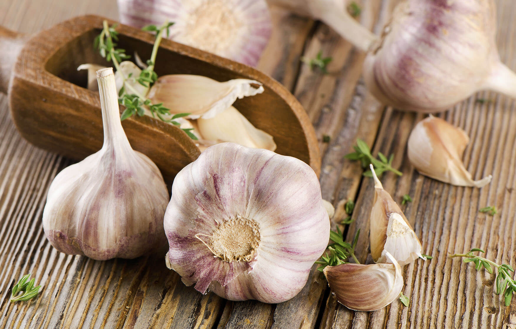 Garlic Does Kill Bacteria