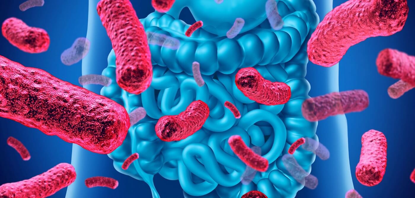 Bacteria and the human digestive system