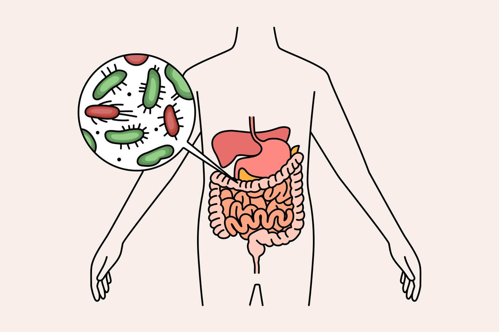 Digestive system and intestines concept. Human body with green and red bacterias microorganisms in stomach and intestines.