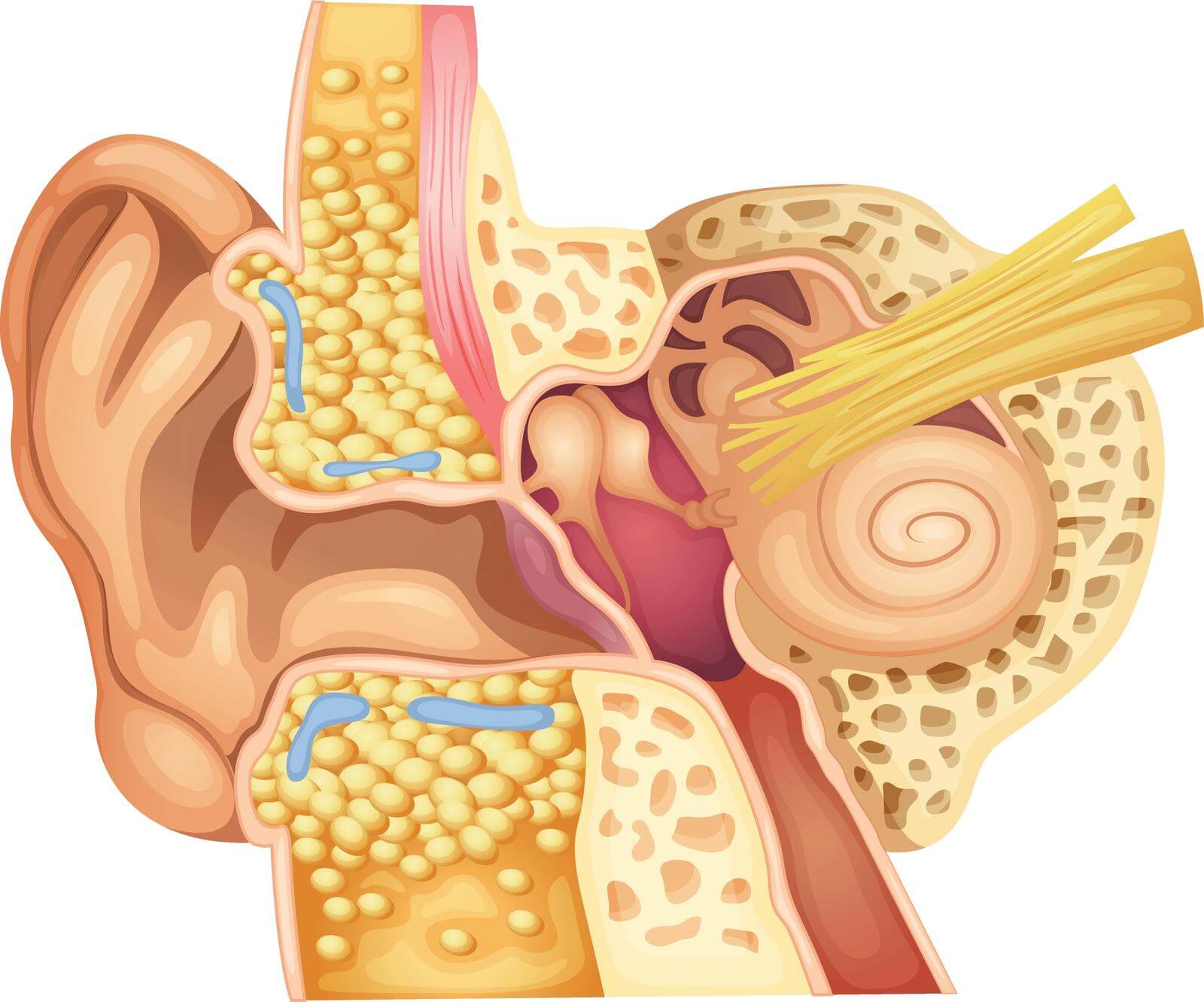 A concept drawing of the inner ear.