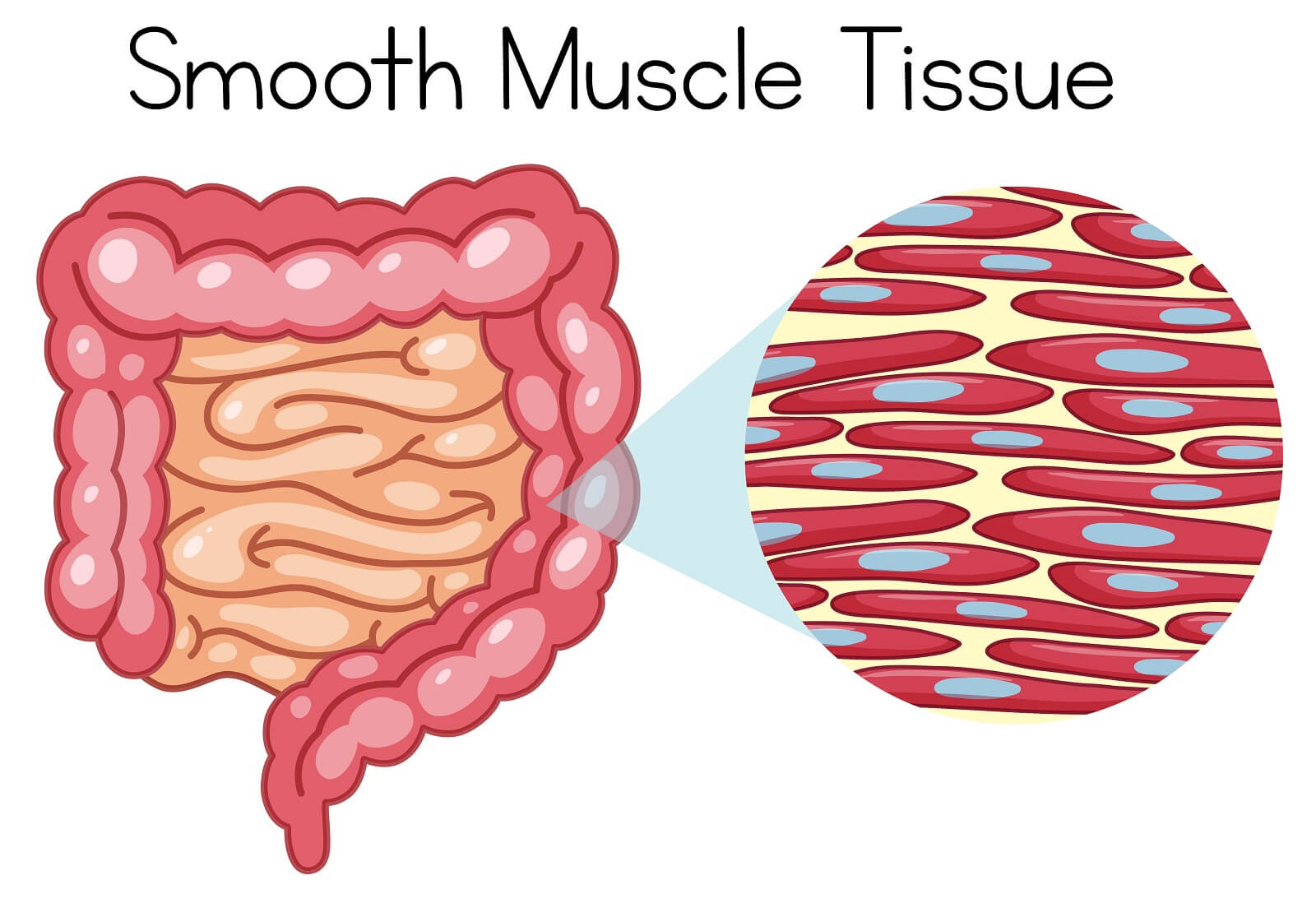 Anatomy of Intestinal Smooth Muscle Tissue illustration.