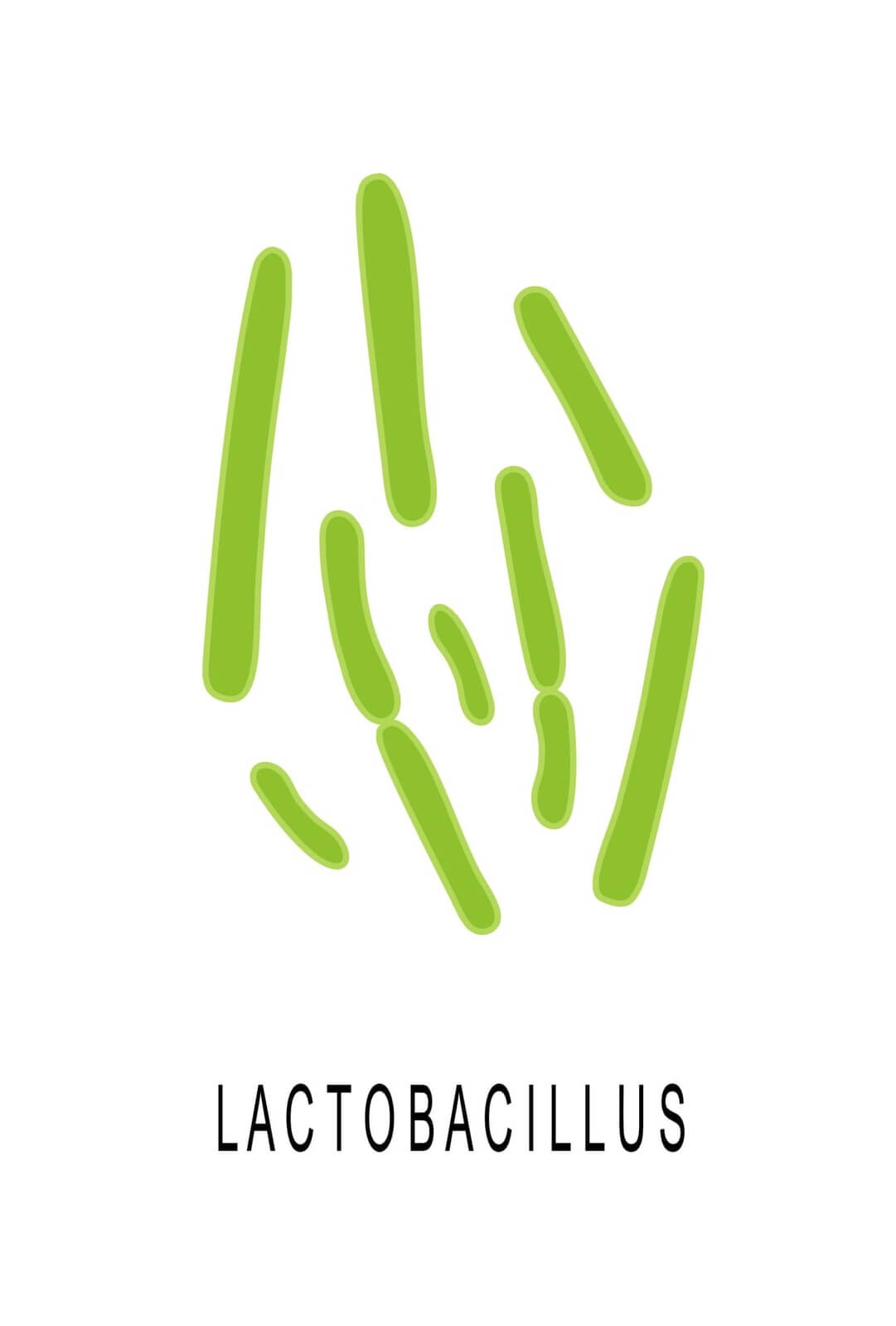 Vector Cartoon Illustration of Lactobacillus bacteria Under Microscope Isolated On White Background. 