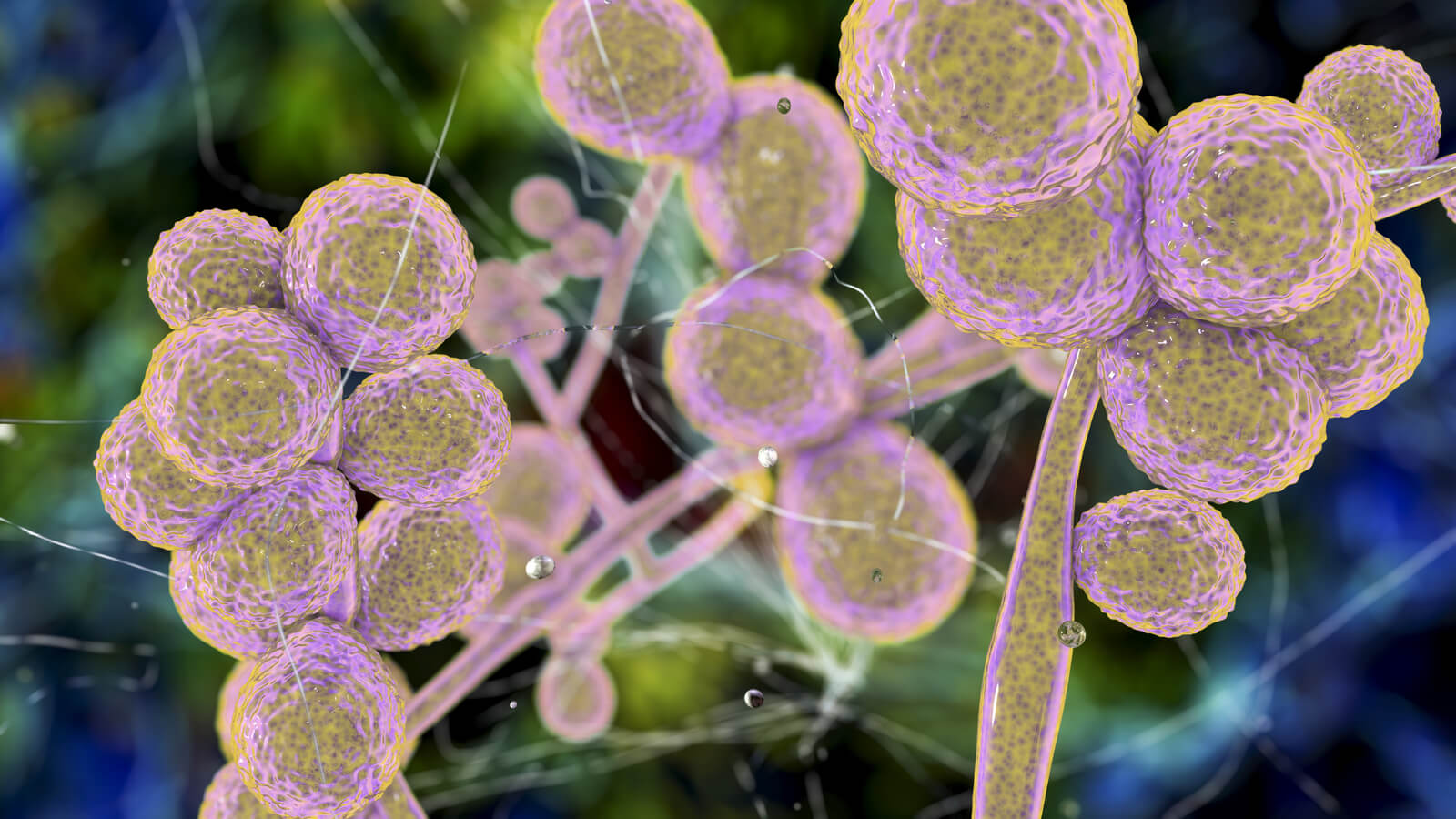 3D illustration / concept art of Candida fungus at a microscopic level.