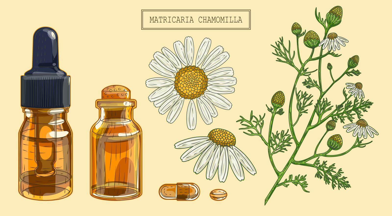 Medical chamomile branch, flowers, vials, and a pill. Hand drawn illustration in a retro style.