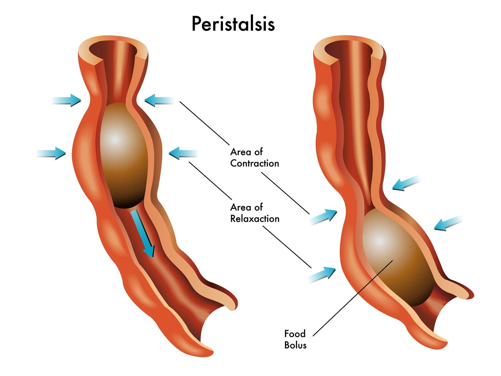 A diagram of peristalsis, which is the movement of food through the intestines by involuntary muscle contraction and relaxation.