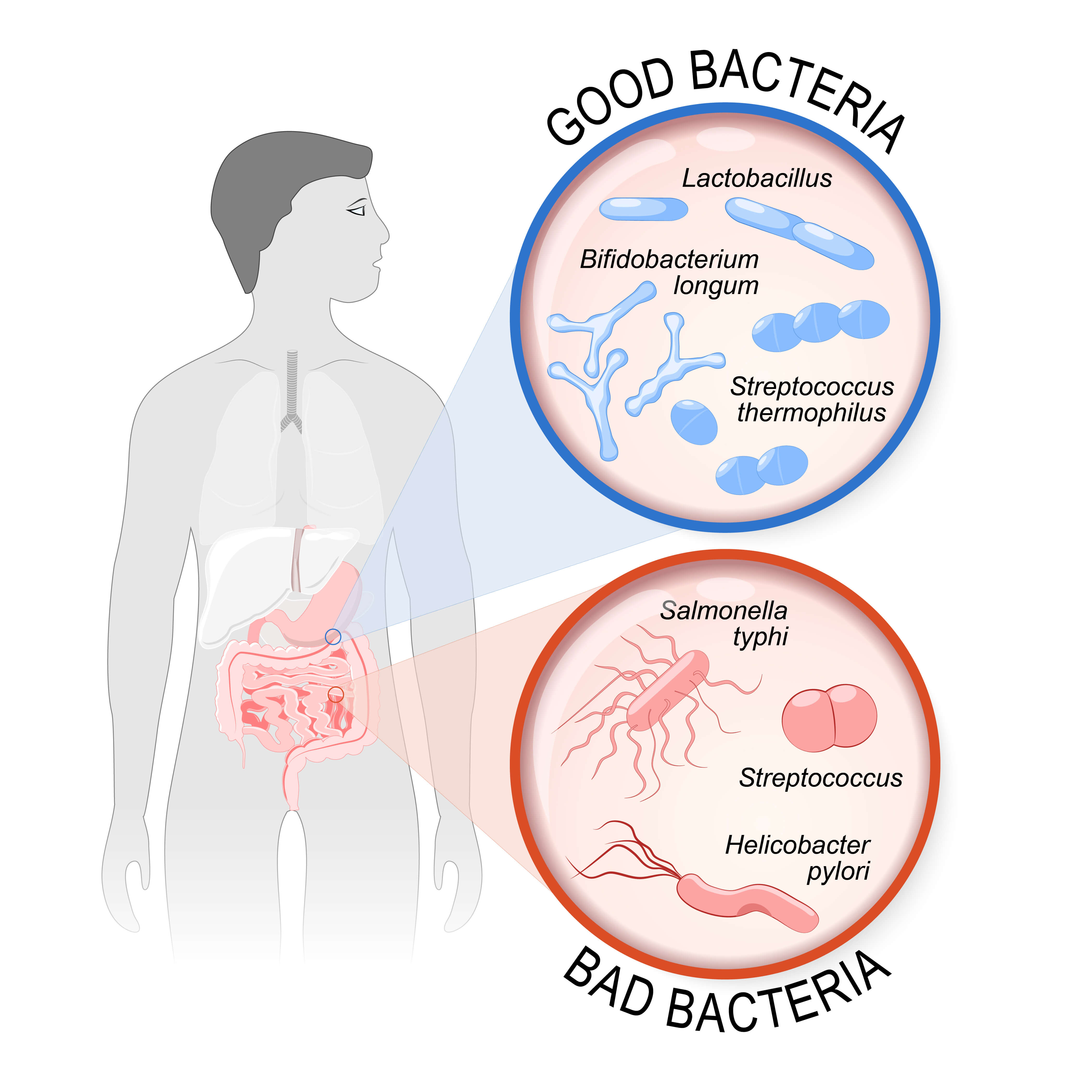 Probiotics. gut flora: Good and Bad bacteria illustration