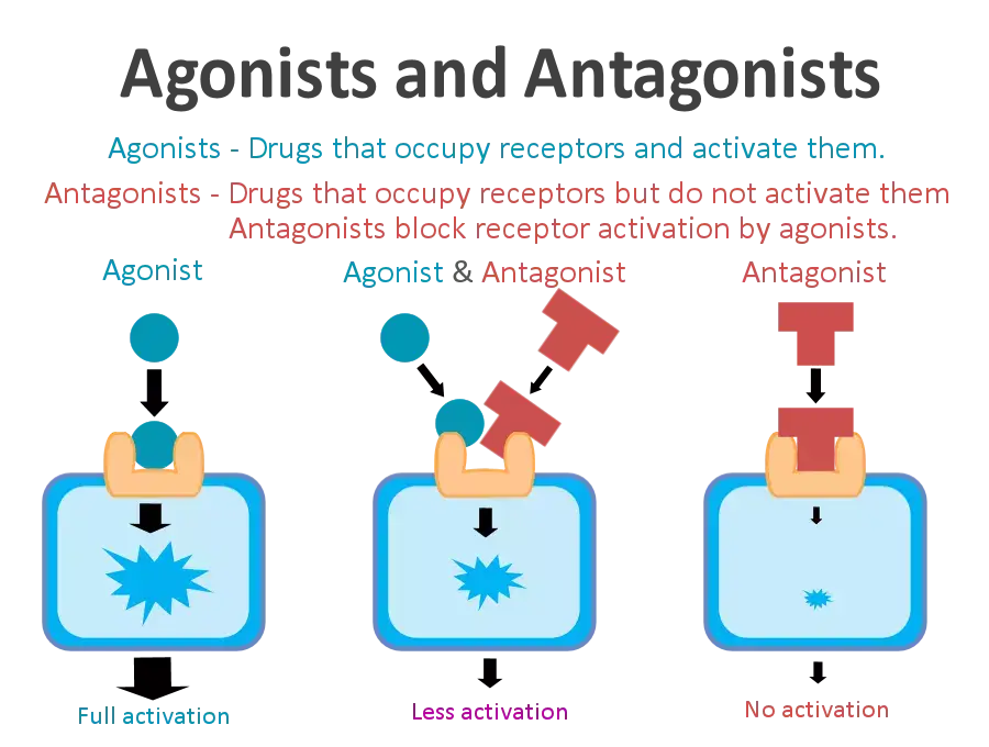 Graphical illustration of a cell receptor antagonist and agonist, how they work.