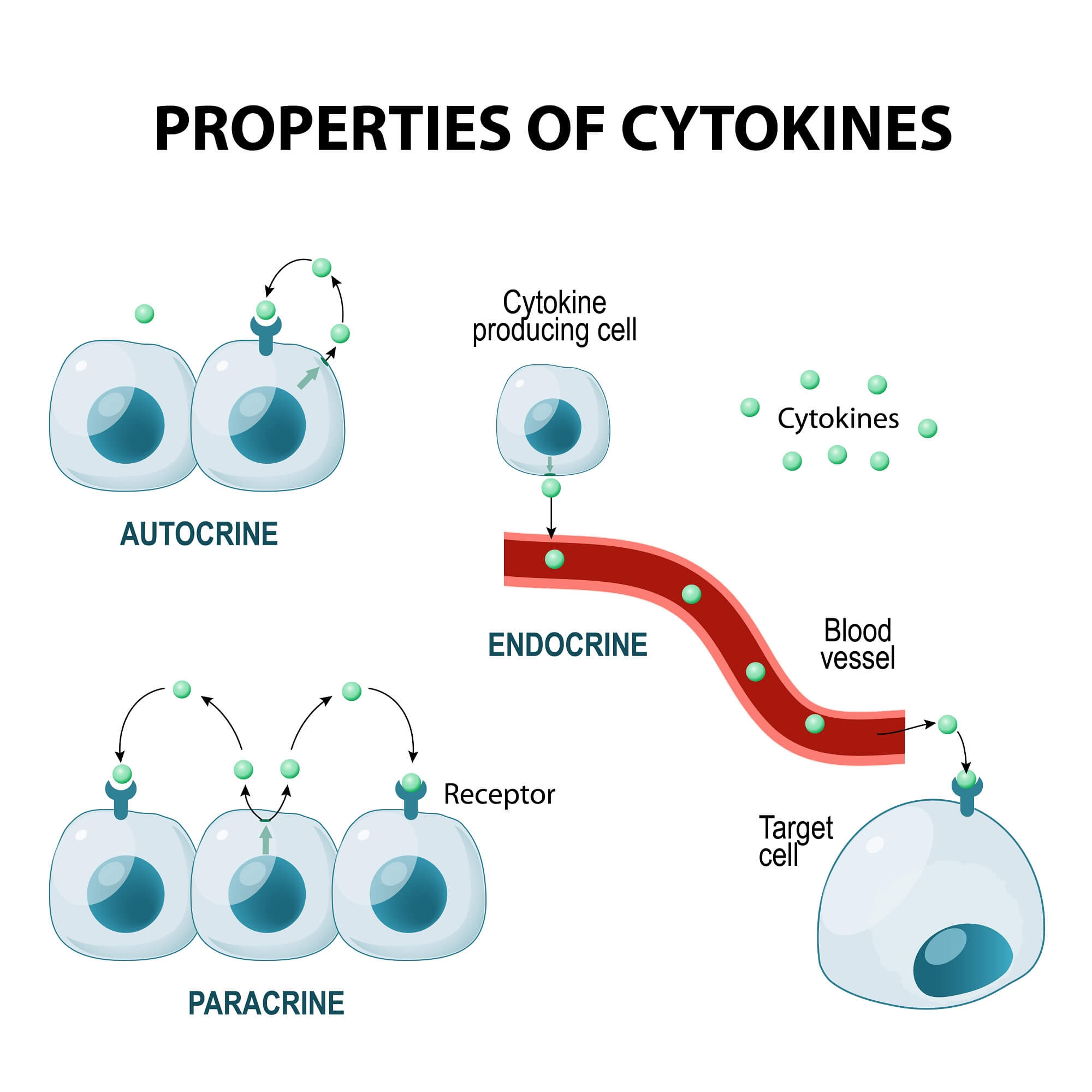Graphic chart explaining the different types of cytokines (physiology)