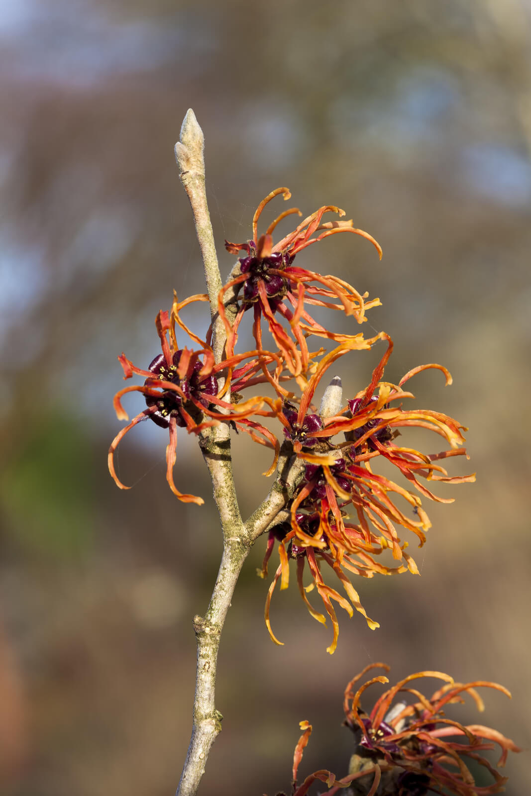 Witch Hazel (Hamamelis) an orange red yellow winter spring flowering shrub
