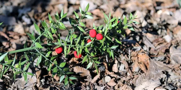 Butcher’ss Broom (Ruscus aculeatus) with Red berries and leaves — Photo