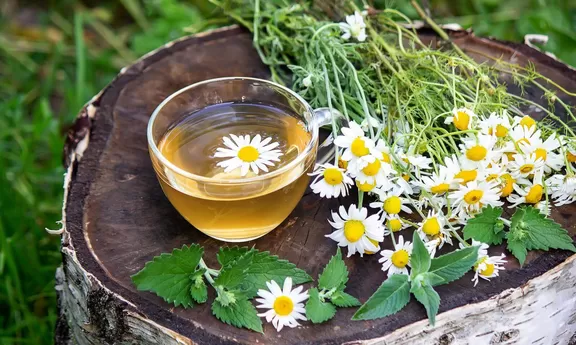 chamomile tea and flowers on a wooden stump, nature background.