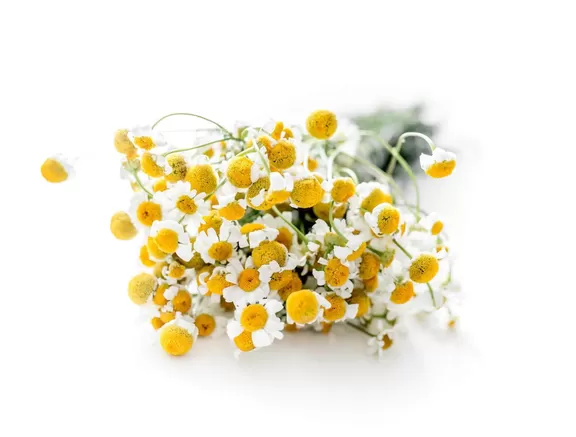 Dried branch of chamomile flowers isolated on white