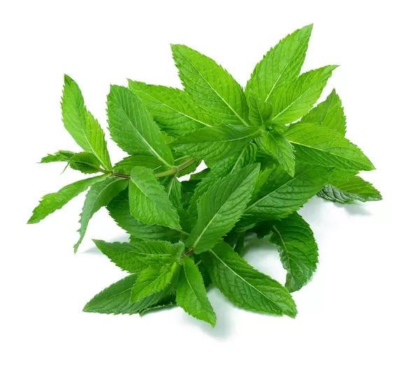 Sprig of peppermint with green leaves on a white isolated background.