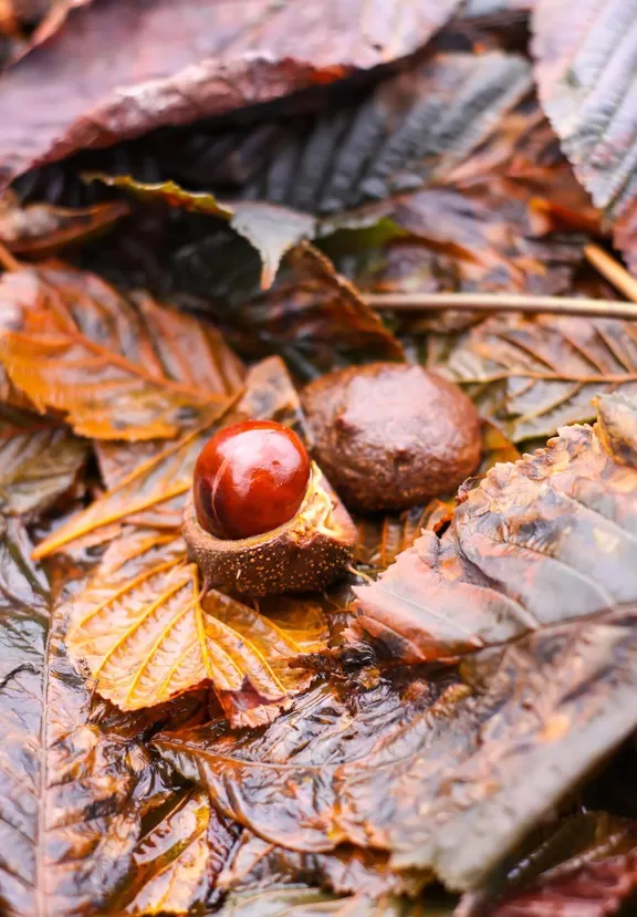 Horse chestnuts or Aesculus hippocastanum seeds and leaves in autumn.